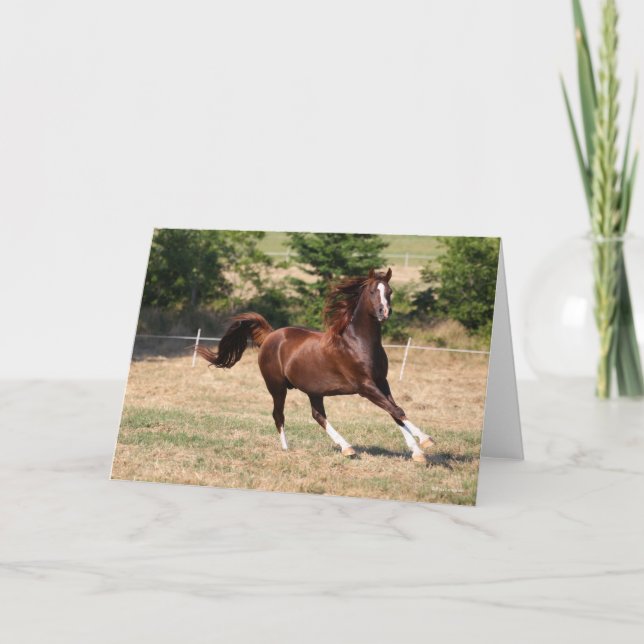 Bob Langrish | Chestnut Arab Stallion Running 3 Card (Front)