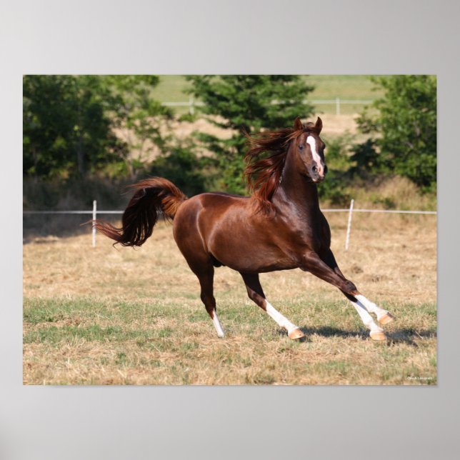 Bob Langrish | Chestnut Arab Stallion Running 3 Poster (Front)