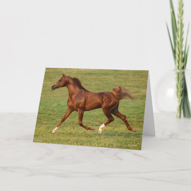 Bob Langrish | Chestnut Arab Stallion Running Card (Front)