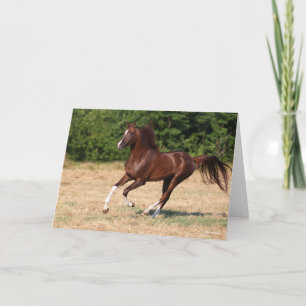 Bob Langrish   Chestnut Arab Stallion Running Card