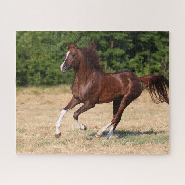 Bob Langrish | Chestnut Arab Stallion Running Jigsaw Puzzle (Horizontal)