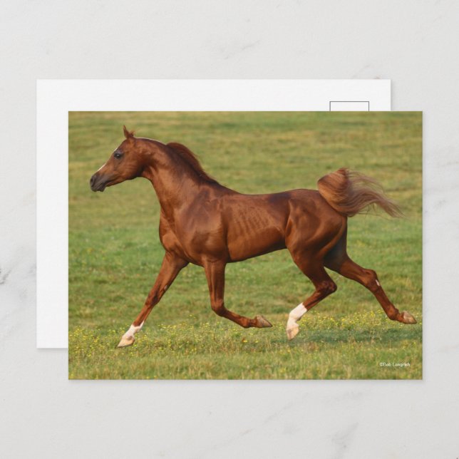Bob Langrish | Chestnut Arab Stallion Running Postcard (Front/Back)
