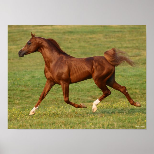 Bob Langrish | Chestnut Arab Stallion Running Poster (Front)