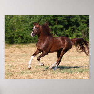 Bob Langrish   Chestnut Arab Stallion Running Poster