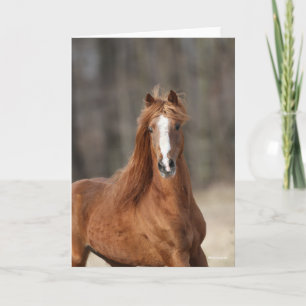 Bob Langrish   Chestnut Hackney Headshot Card