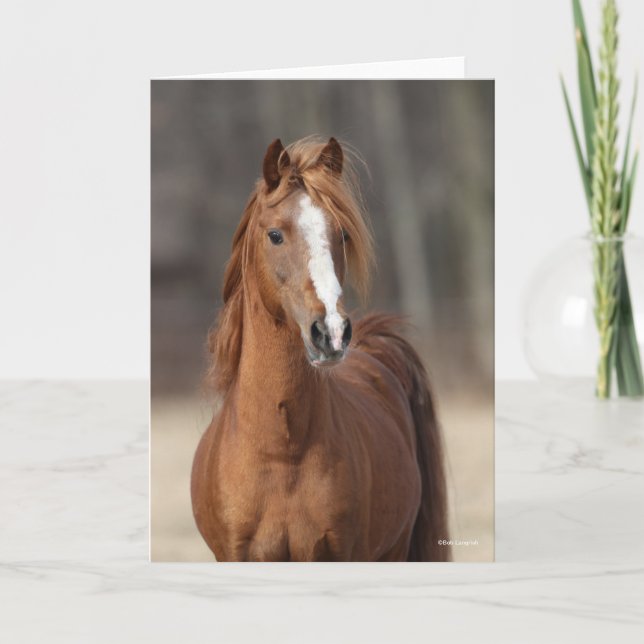 Bob Langrish | Chestnut Hackney Pony headshot Card (Front)