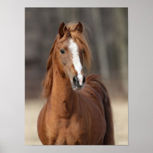 Bob Langrish   Chestnut Hackney Pony headshot Poster
