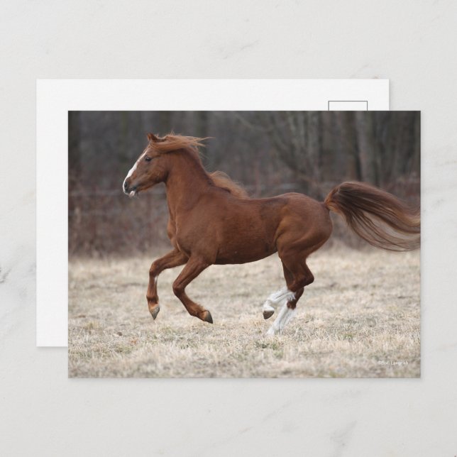Bob Langrish | Chestnut Hackney Pony Running Postcard (Front/Back)