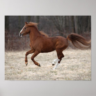 Bob Langrish   Chestnut Hackney Pony Running Poster