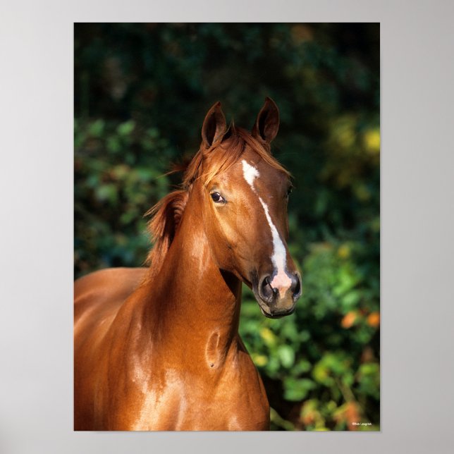 Bob Langrish | Chestnut Hanoverian Horse Headshot Poster (Front)