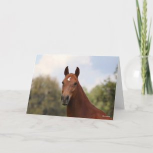 Bob Langrish   Chestnut Oldenburg headshot Card