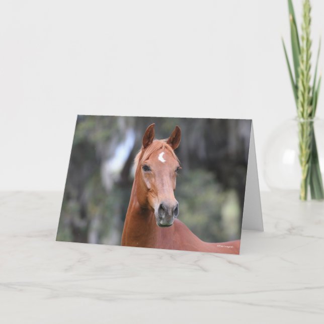 Bob Langrish | Chestnut Oldenburg Headshot Card (Front)