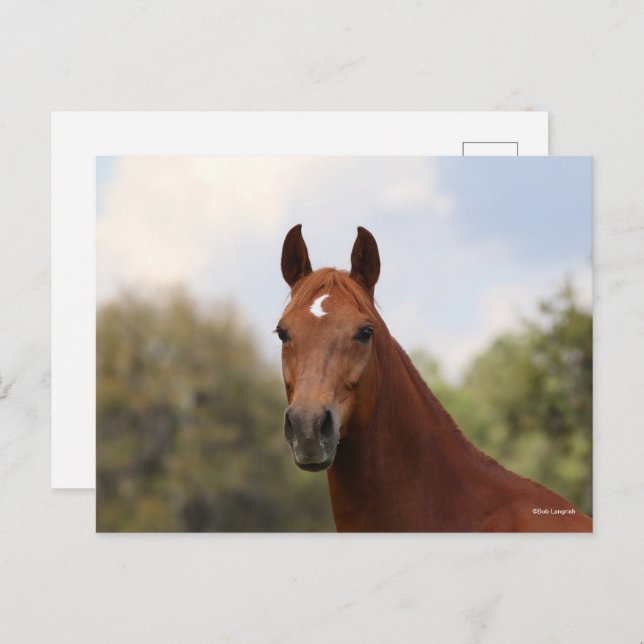 Bob Langrish | Chestnut Oldenburg headshot Postcard (Front/Back)