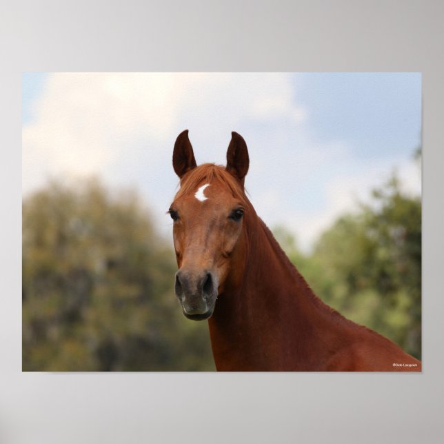 Bob Langrish | Chestnut Oldenburg headshot Poster (Front)