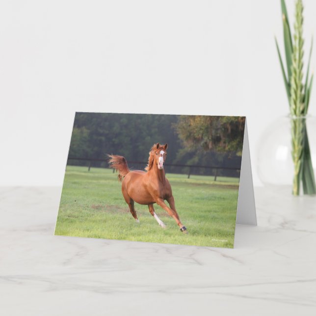 Bob Langrish | Chestnut Oldenburg Running Card (Front)