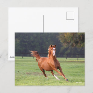 Bob Langrish   Chestnut Oldenburg Running Postcard