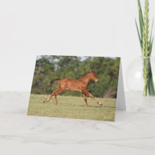 Bob Langrish   Chestnut Quarter Horse Foal Running Card