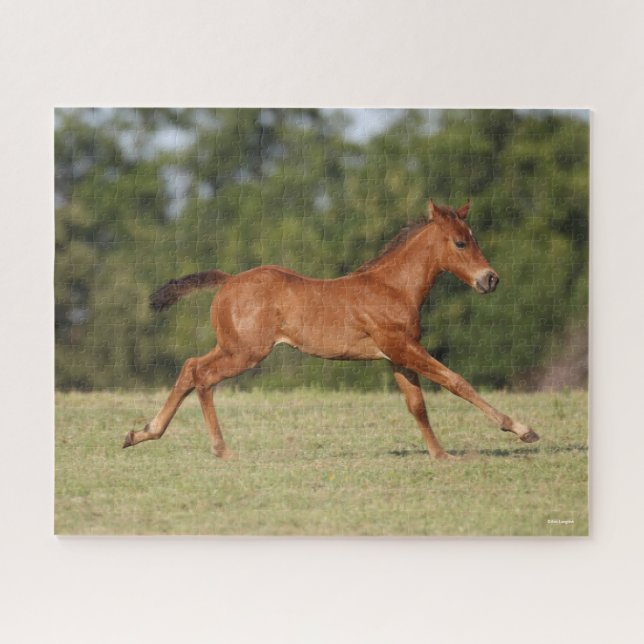 Bob Langrish | Chestnut Quarter Horse Foal Running Jigsaw Puzzle (Horizontal)