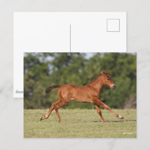 Bob Langrish Chestnut Quarter Horse Foal Running Postcard