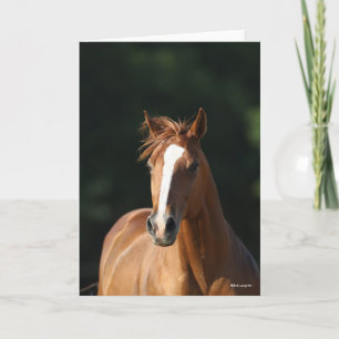 Bob Langrish   Chestnut Quarter Horse Headshot Card