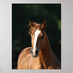 Bob Langrish   Chestnut Quarter Horse Headshot Poster