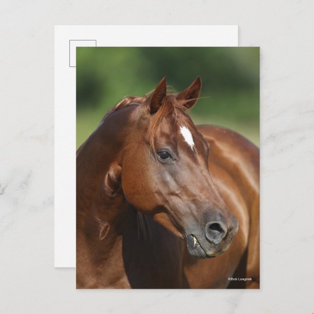 Bob Langrish Chestnut Quarter Horse Mare Headshot Postcard (Front/Back)
