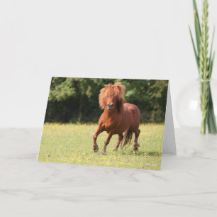 Bob Langrish   Chestnut Shetland Pony Stallion Card
