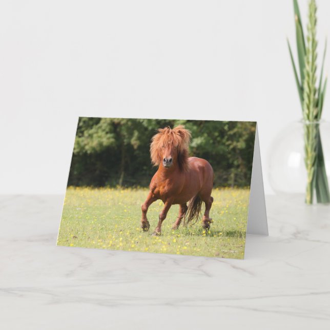 Bob Langrish | Chestnut Shetland Pony Stallion Card (Front)