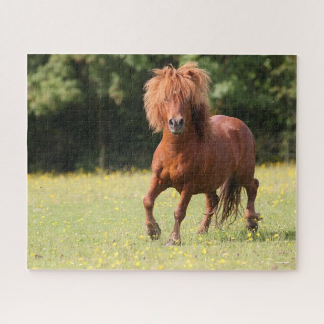 Bob Langrish | Chestnut Shetland Pony Stallion Jigsaw Puzzle (Horizontal)