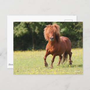 Bob Langrish   Chestnut Shetland Pony Stallion Postcard