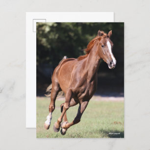 Bob Langrish Chestnut Tennessee Walker Running Postcard