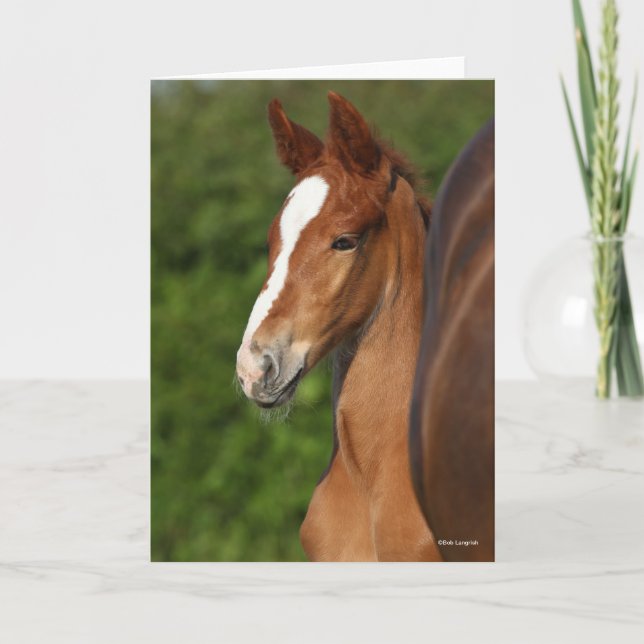 Bob Langrish | Chestnut Warmblood Foal Headshot Card (Front)