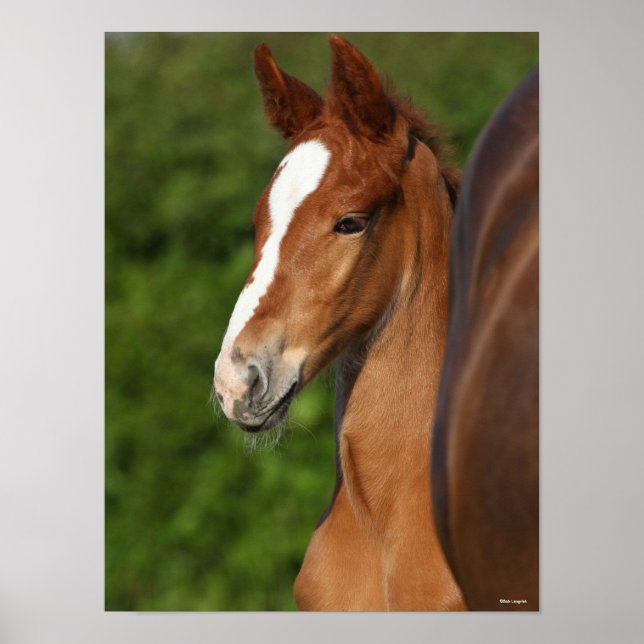 Bob Langrish | Chestnut Warmblood Foal Headshot Poster (Front)