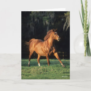 Bob Langrish   Chestnut Warmblood Mare Running Card
