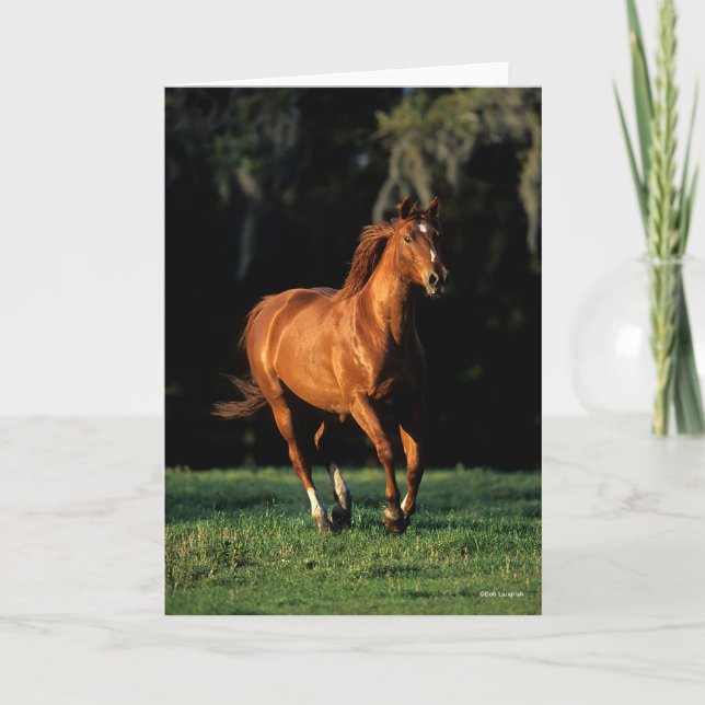 Bob Langrish | Chestnut Warmblood Mare Running Card (Front)
