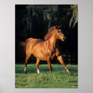 Bob Langrish   Chestnut Warmblood Mare Running Poster