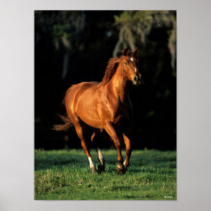 Bob Langrish   Chestnut Warmblood Mare Running Poster