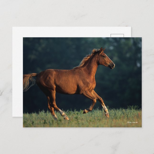 Bob Langrish | Chestnut Warmblood Running Postcard (Front/Back)