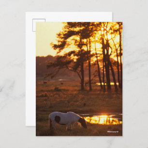 Bob Langrish Chincoteague Horse Grazing At Sunset Postcard