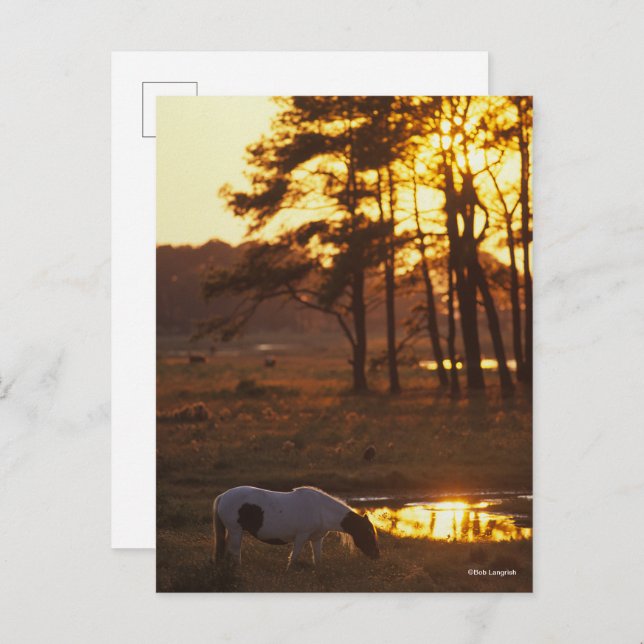 Bob Langrish Chincoteague Horse Grazing At Sunset Postcard (Front/Back)