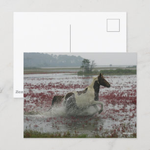 Bob Langrish   Chincoteague Horse Running In Water Postcard