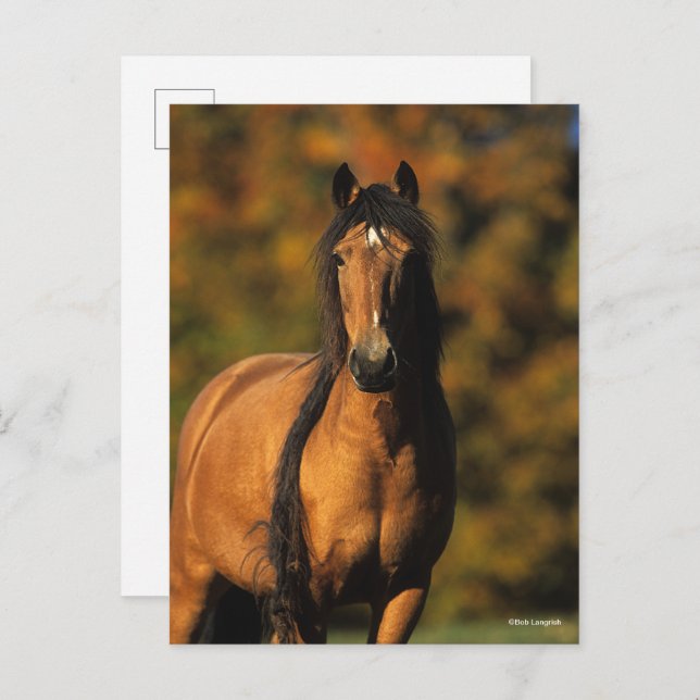 Bob Langrish | Chocktaw Pony Standing Headshot Postcard (Front/Back)