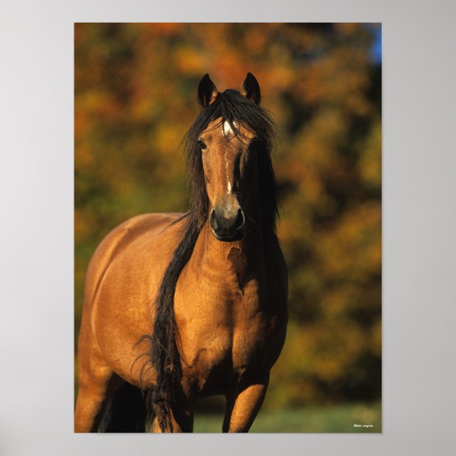 Bob Langrish | Chocktaw Pony Standing Headshot Poster (Front)