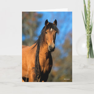 Bob Langrish   Choctaw Pony Headshot Card