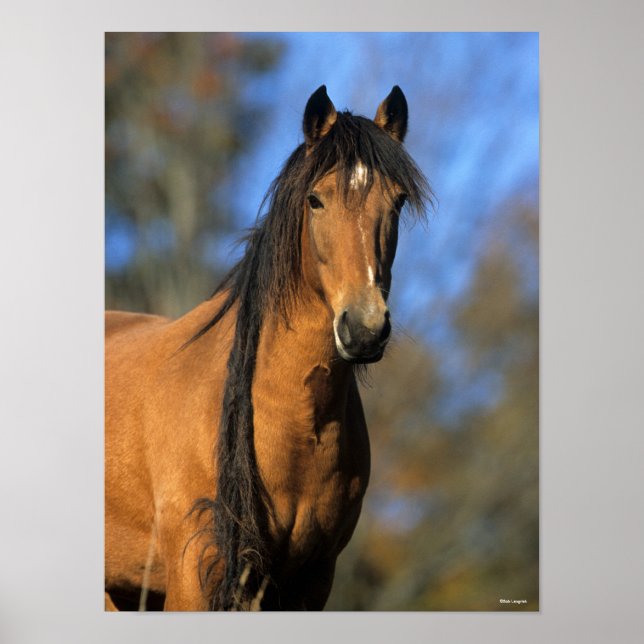 Bob Langrish | Choctaw Pony Headshot Poster (Front)