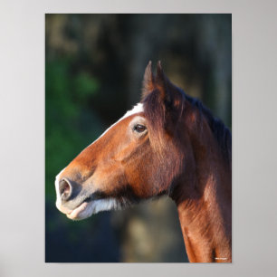 Bob Langrish   Clydesdale headshot Poster
