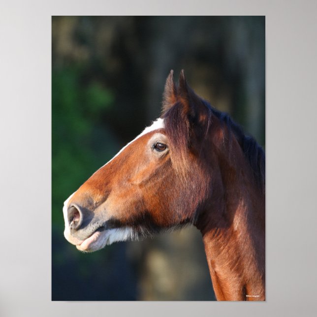 Bob Langrish | Clydesdale headshot Poster (Front)