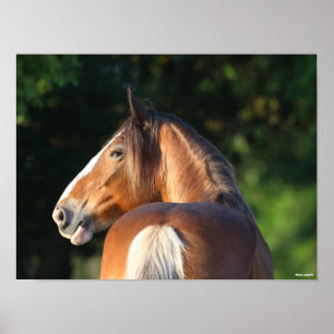 Bob Langrish   Clydesdale Horse headshot Poster