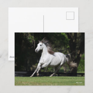 Bob Langrish   Dapple Grey Andalucian Running Postcard