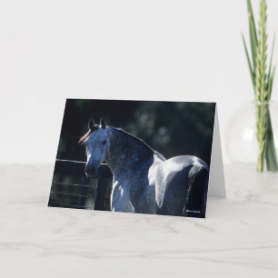 Bob Langrish   Dapple Grey Arab Headshot Backlit Card